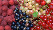 Framboises, groseilles, cassis, fraises