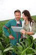 Farmer and researcher analysing corn plant