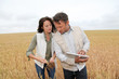 Team of agronomists analysing wheat cereal in field Team of agronomists analysing wheat cereal in field