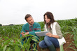 Foto: Farmer and researcher analysing corn plant Farmer and researcher analysing corn plant