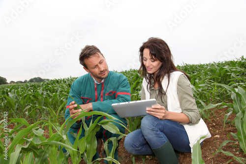Photo: Farmer and researcher analysing corn plant Farmer and researcher analysing corn plant
