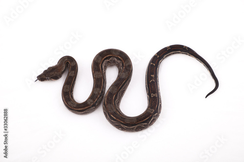 Photo: Baby Sonoran Desert Boa constrictor on white background Baby Sonoran Desert Boa constrictor on white background