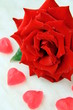 ����: beautiful rose with water drops - symbol of love and passion � dream79 #33063822