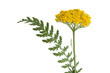 Foto: Gold-Schafgarbe Gold-Schafgarbe