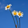 ����: sommerblume � jomare #33064638