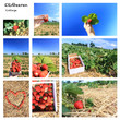 Erdbeeren pflücken / Collage Erdbeeren pflücken / Collage