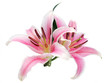 Foto: Lily flowers isolated Lily flowers isolated