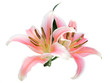 Lilly flowers