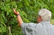 Mann beim Kirschen pflücken