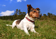 ����: Jack Russell Terrier Lying in the grass � tr3gi #33067498