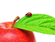 ladybug on a apple leaf ladybug on a apple leaf