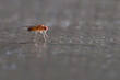 ����: Fruit fly (Drosophila Melanogaster) � Robinson #33068074