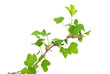 Young green sprout of currant Young green sprout of currant