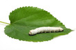 Silkworm