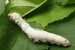 Silkworm