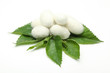 Silk Cocoons