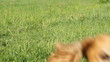 Spaniel running on a green meadow Spaniel running on a green meadow