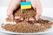 uncooked Buckwheat  groats close-up with  Ukrainian Flag