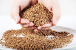 uncooked Buckwheat  groats close-up in the hands