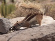 Foto: Streifenhörnchen sucht Futter Streifenhörnchen sucht Futter