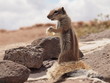 Foto: Streifenhörnchen Streifenhörnchen