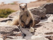 Foto: Streifenhörnchen Streifenhörnchen
