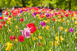 tulips field