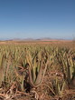 Aloevera-Plantage