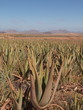 Foto: Aloevera-Plantage Aloevera-Plantage