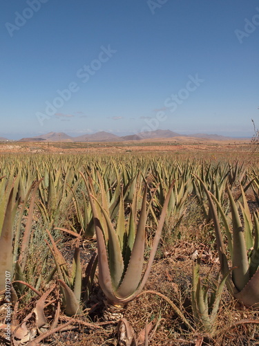 Foto: Aloevera-Plantage Aloevera-Plantage