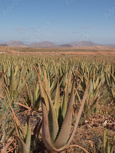 Foto: Aloevera-Plantage Aloevera-Plantage