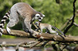 Katta-Familie