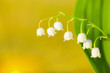 lily of the valley lily of the valley