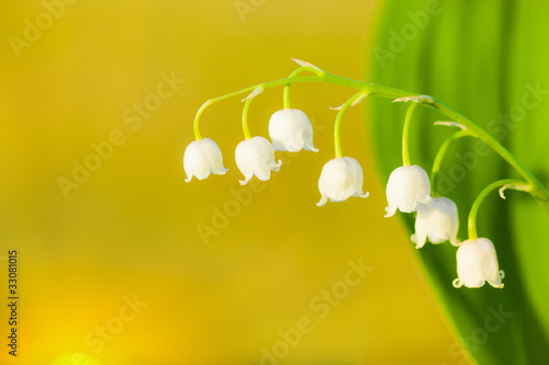 Photo: lily of the valley lily of the valley