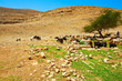 Herd of Goats