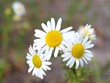 ����: Marguerite flowers � Arve Bettum #33082637