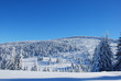 snowy mountain forest
