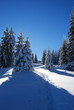 pines covered snow