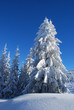 pines covered snow