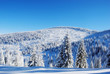 snowy mountain forest