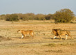 male and female lion