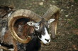 Mufflonbock