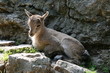 Alpensteinbock Jungtier
