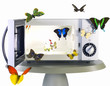 butterfly and microwave oven