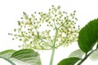 elder flower