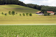 Rural landscape