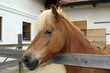 Icelandic horse