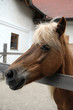 Icelandic horse