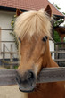 Icelandic horse