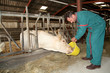 Farmer feeding cows in barn Farmer feeding cows in barn